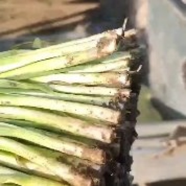 韭菜大量上市