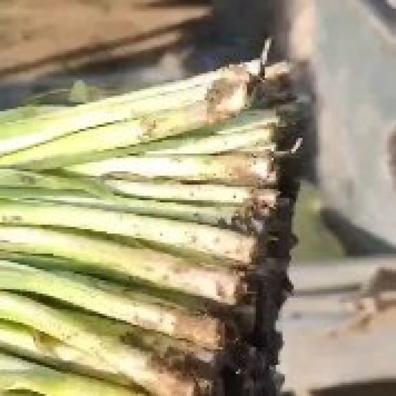 韭菜大量上市