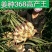 新姜姜母老姜上市，自己种了三百亩提供山洞冷库电商货全国发