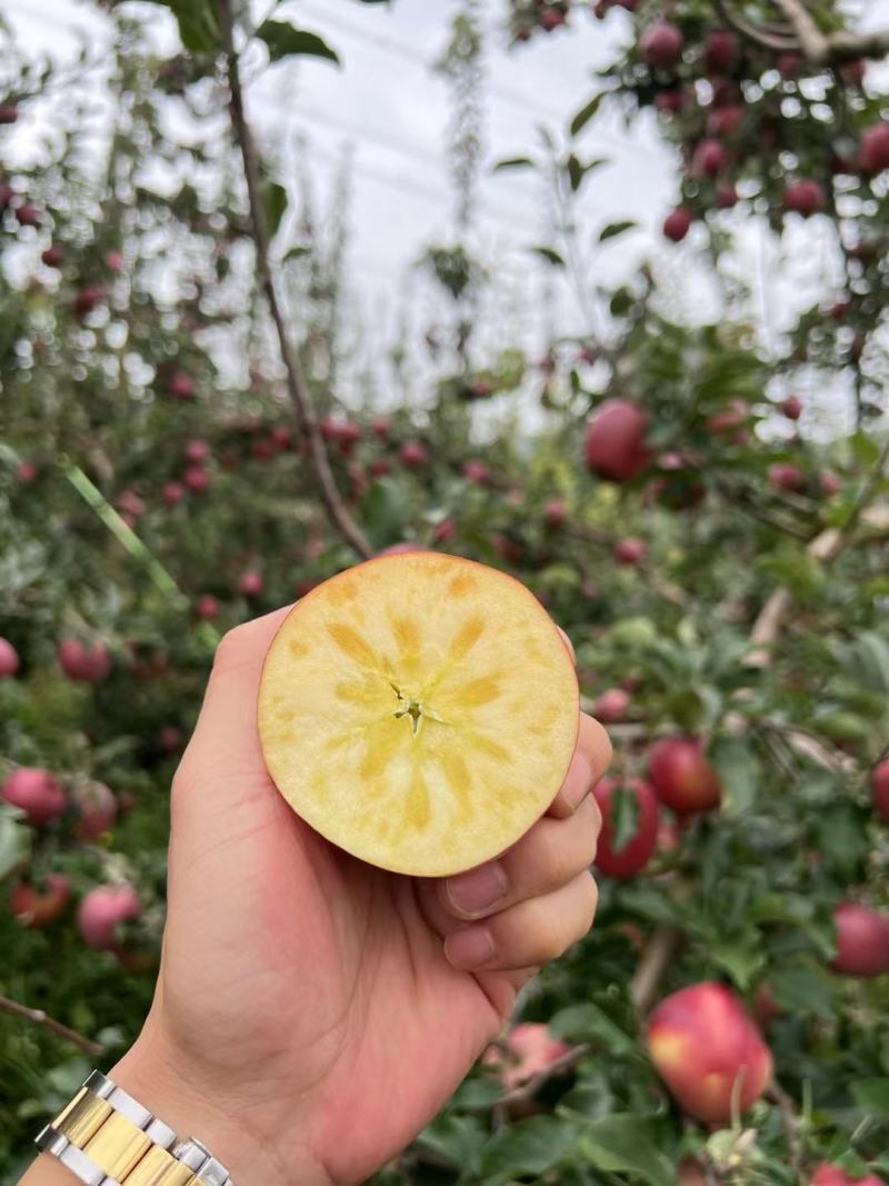 云南昭通冰糖心苹果。丑苹果，樱桃苹果代办代发整车团购