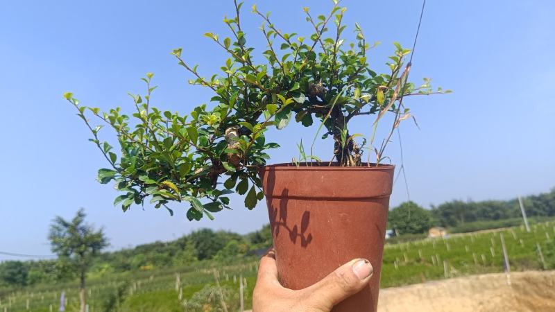 福建茶s型基地直销