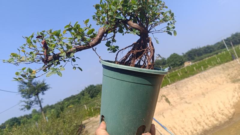 福建茶s型基地直销