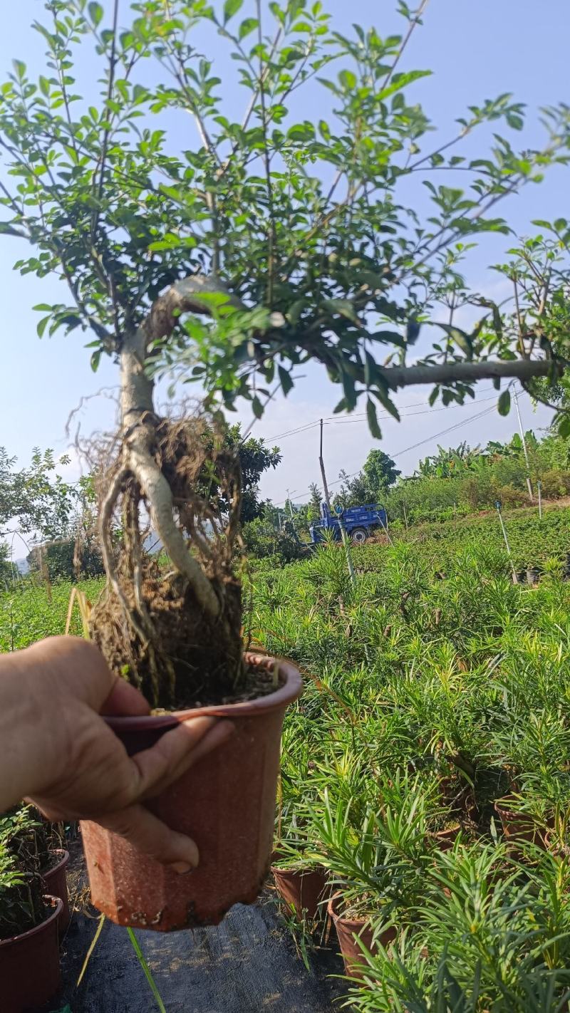 福建茶s型基地直销
