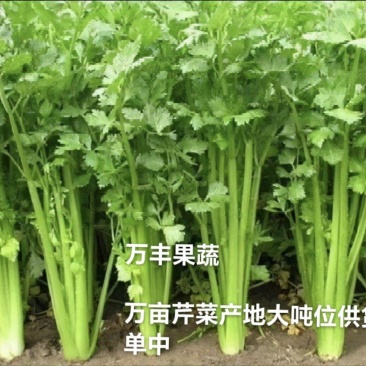 山东滨州芹菜大量上市万亩基地直供全国代发