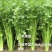 山东滨州芹菜大量上市万亩基地直供全国代发