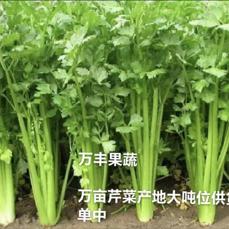 山东滨州芹菜大量上市万亩基地直供全国代发