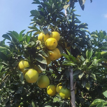 赣南信丰纽荷尔脐橙