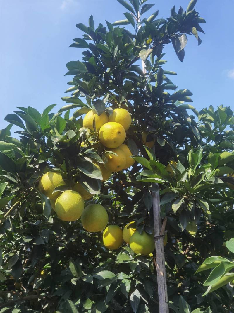 赣南信丰纽荷尔脐橙