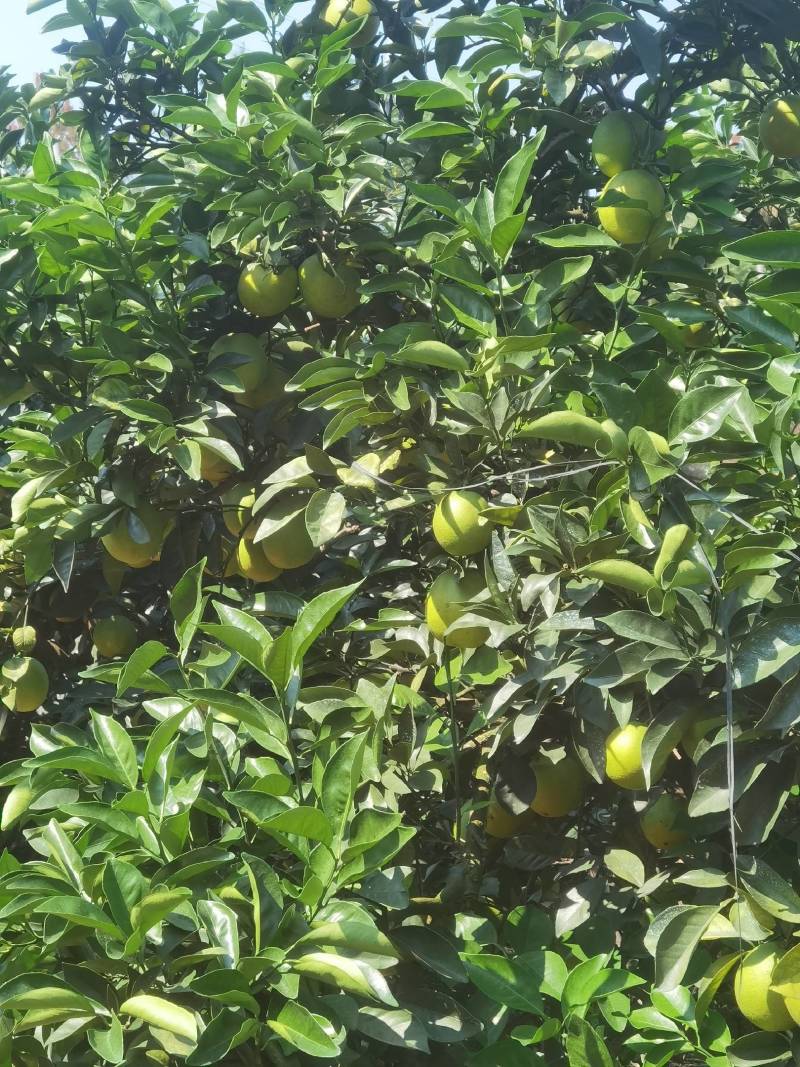 赣南信丰纽荷尔脐橙