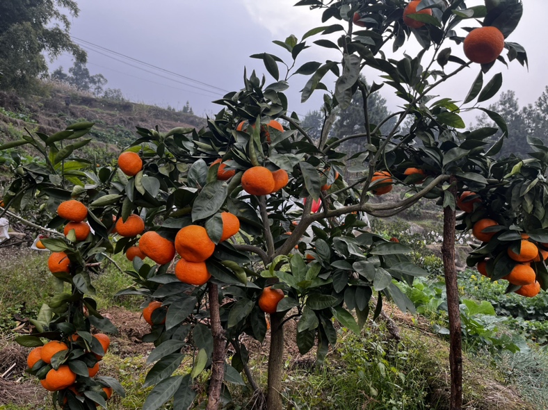 橙子果园风光