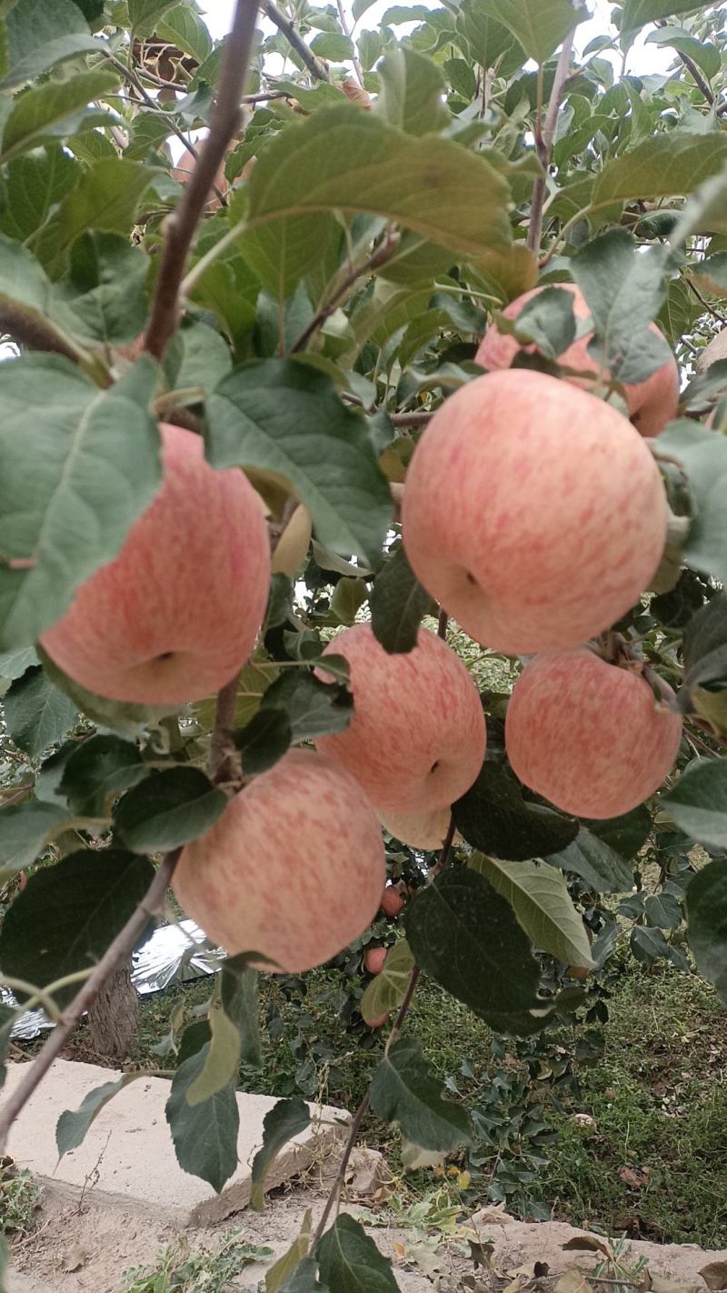 阿克苏套袋苹果