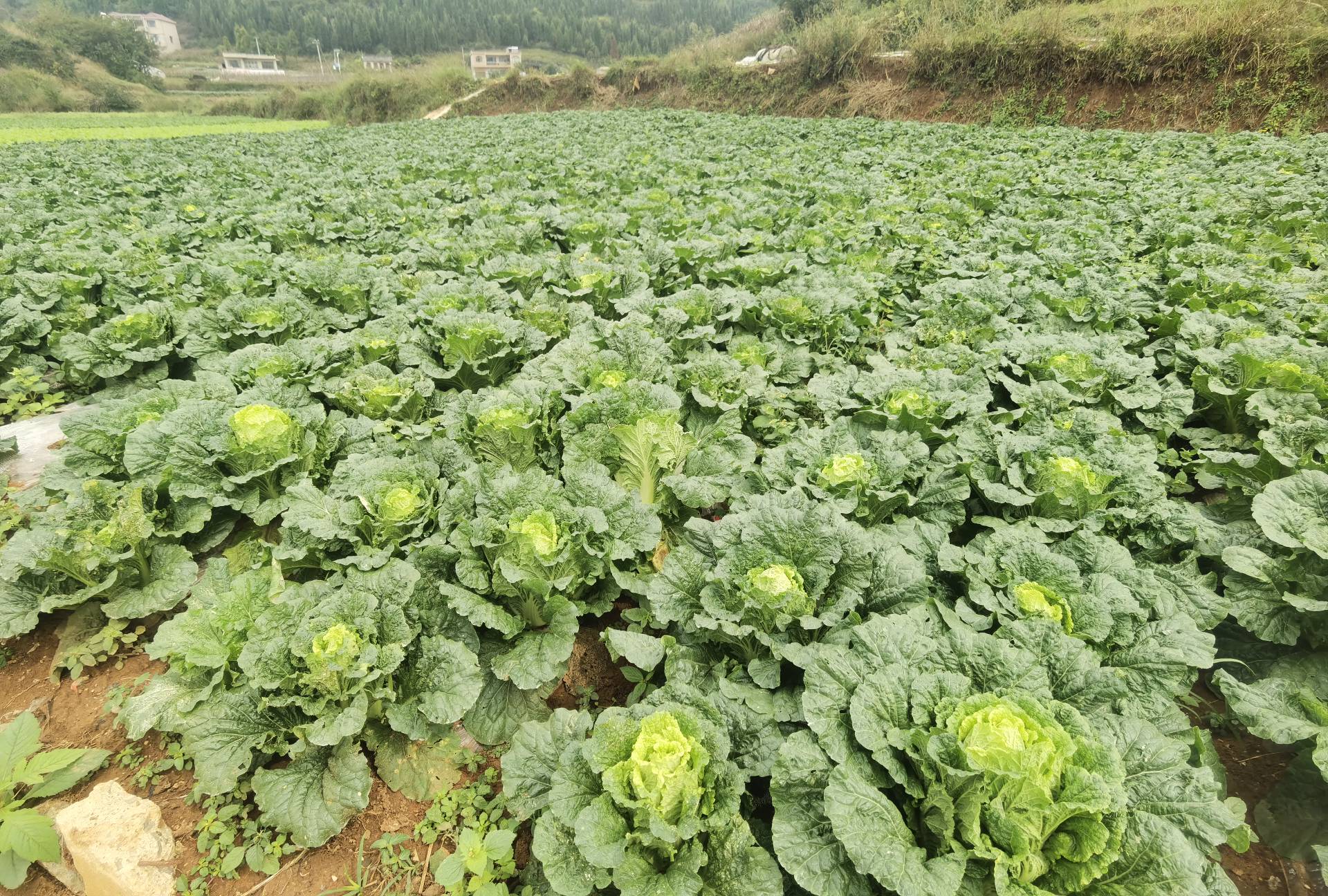 白菜田间喷药防治