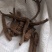猪蹄甲,炙猪蹄甲,实拍,现货,24小时内发货