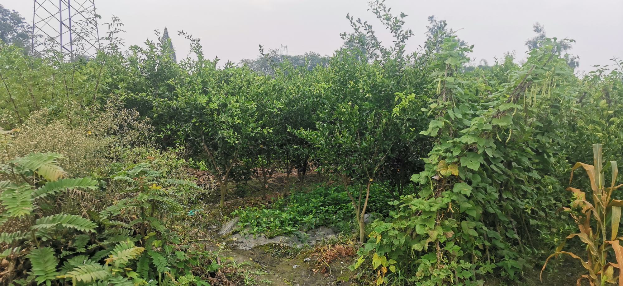 展示春见耙耙柑幼苗在江苏某果园的定植现场,背景为已开沟起垄的种植行 春见耙耙柑幼树定植现场图