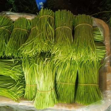 精品藜蒿，精品芦蒿