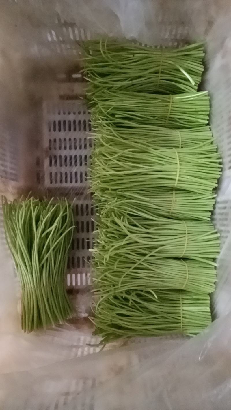 精品藜蒿，精品芦蒿