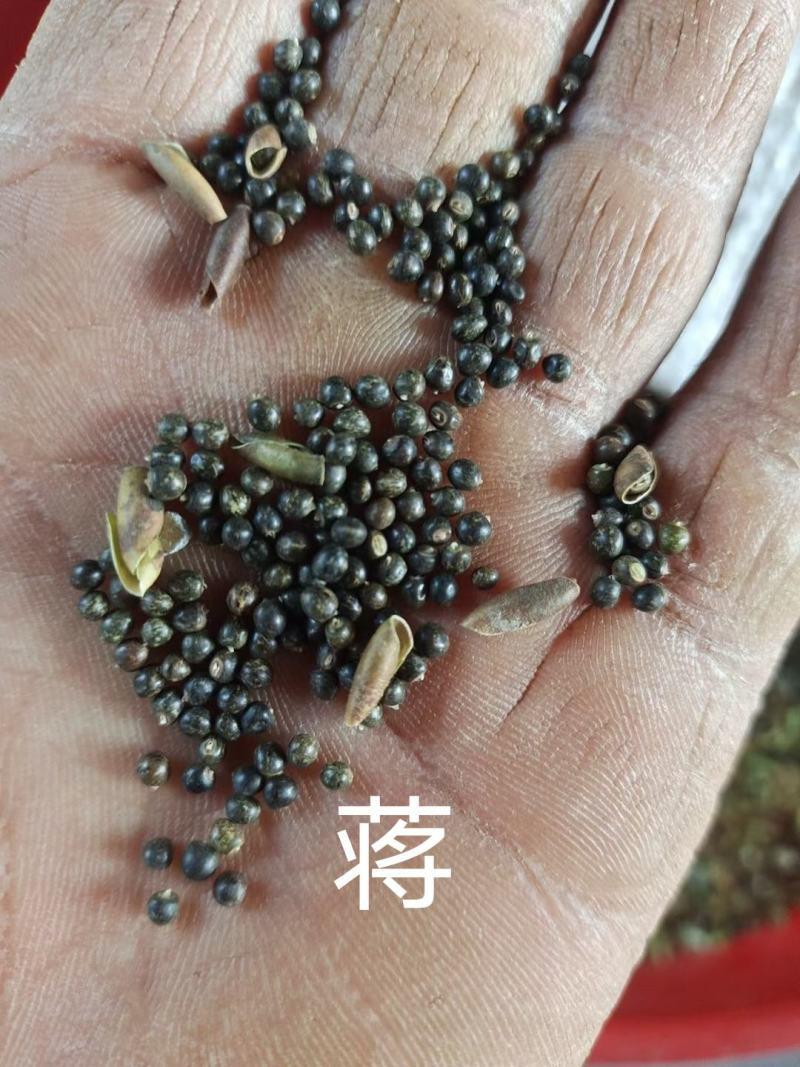 小叶红皮千斤拔，药材种子产地直供