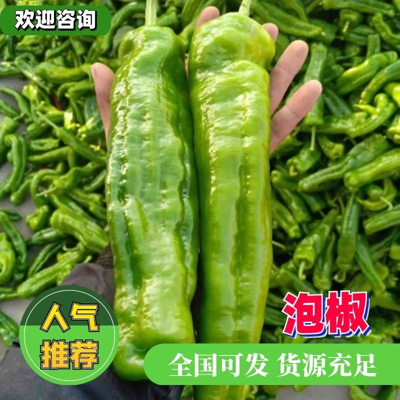 长期大量供应301辣椒芜湖椒线椒螺丝椒陇椒等