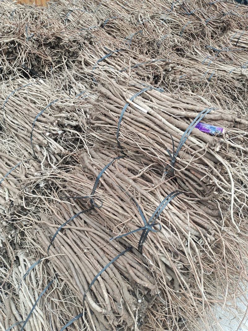 小叶红皮千斤拔，种子和药材产地一手货源供应