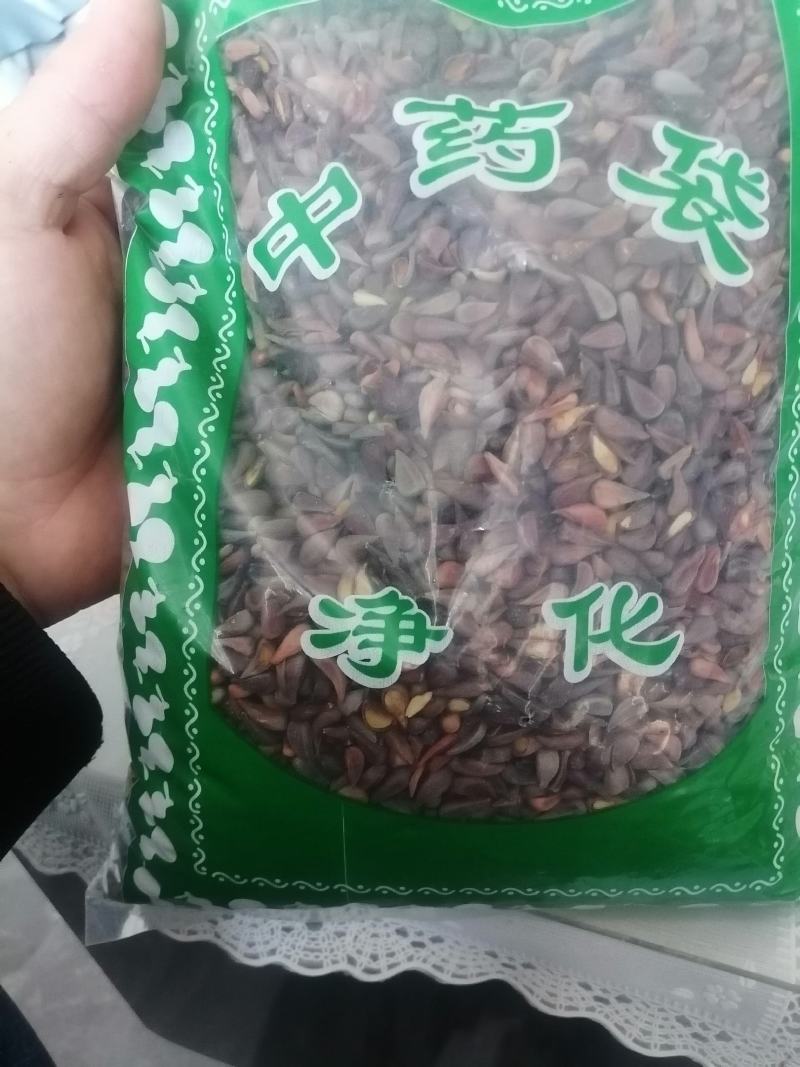 木瓜籽木瓜子，三核汤原料颗粒饱满农副产品