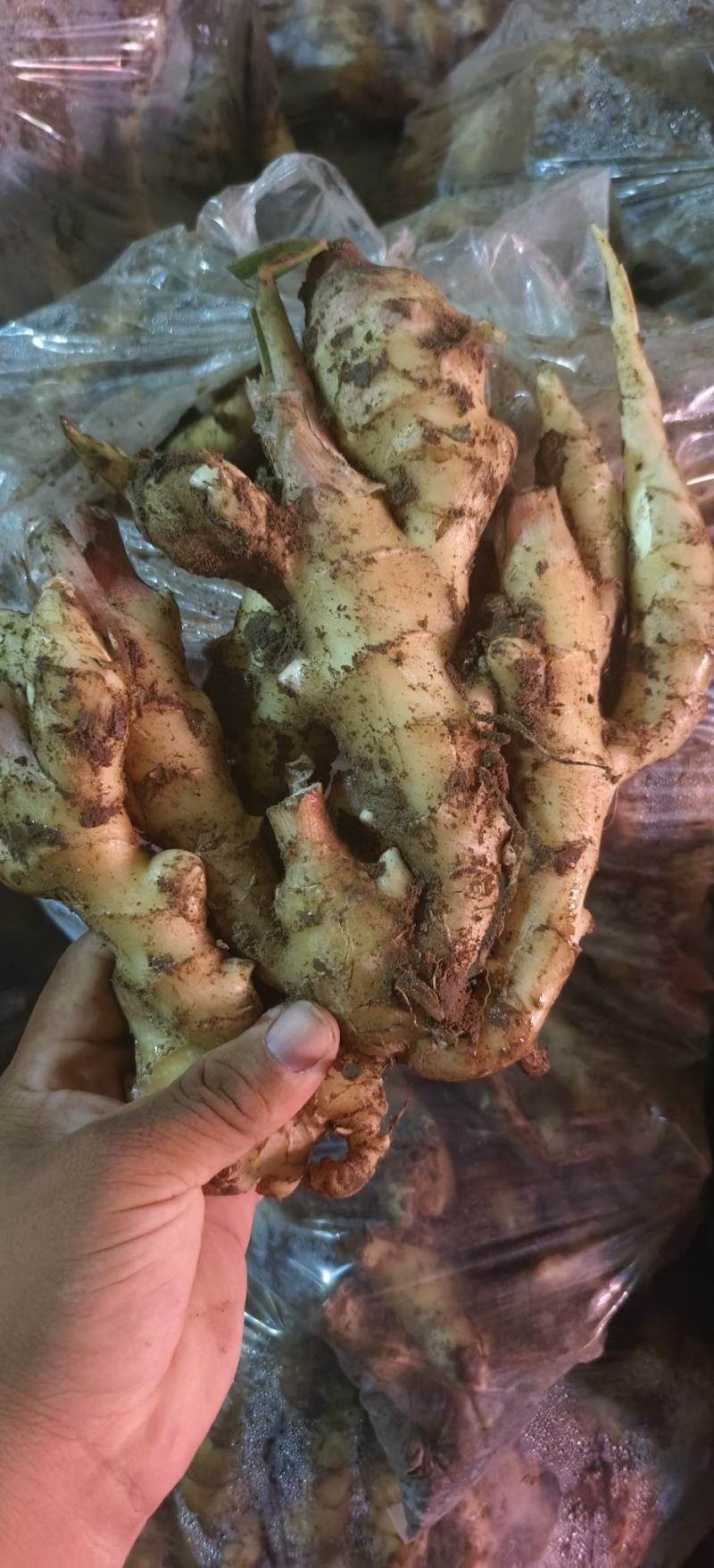山东大黄姜