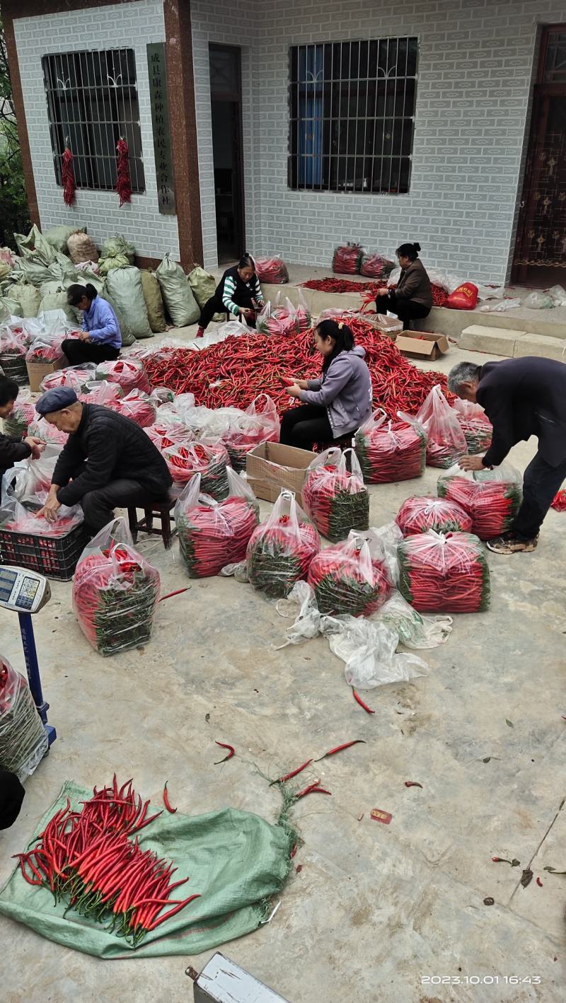 高山红线椒精品红线椒红辣椒3号红辣椒红线椒