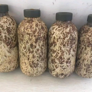 蜜环菌原种