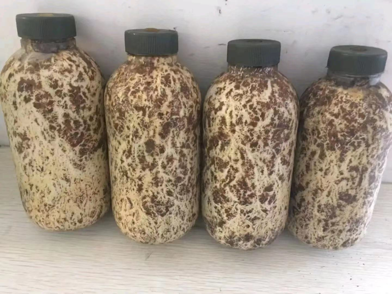 蜜环菌原种