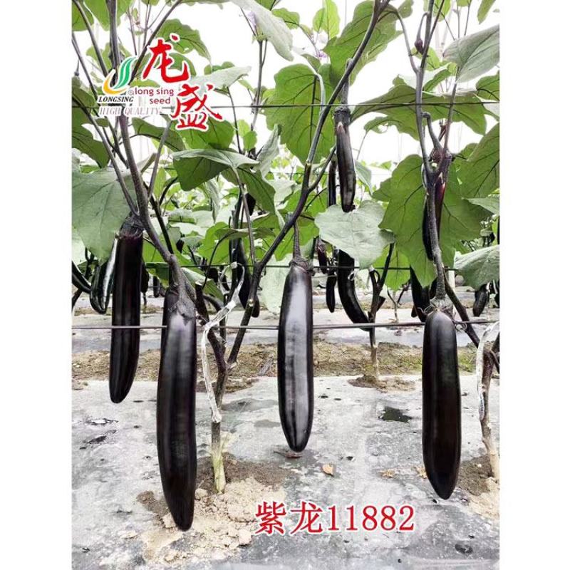 龙盛新黑丽黑紫长棒型茄子种子早熟顺直籽少黑长茄种原装发货