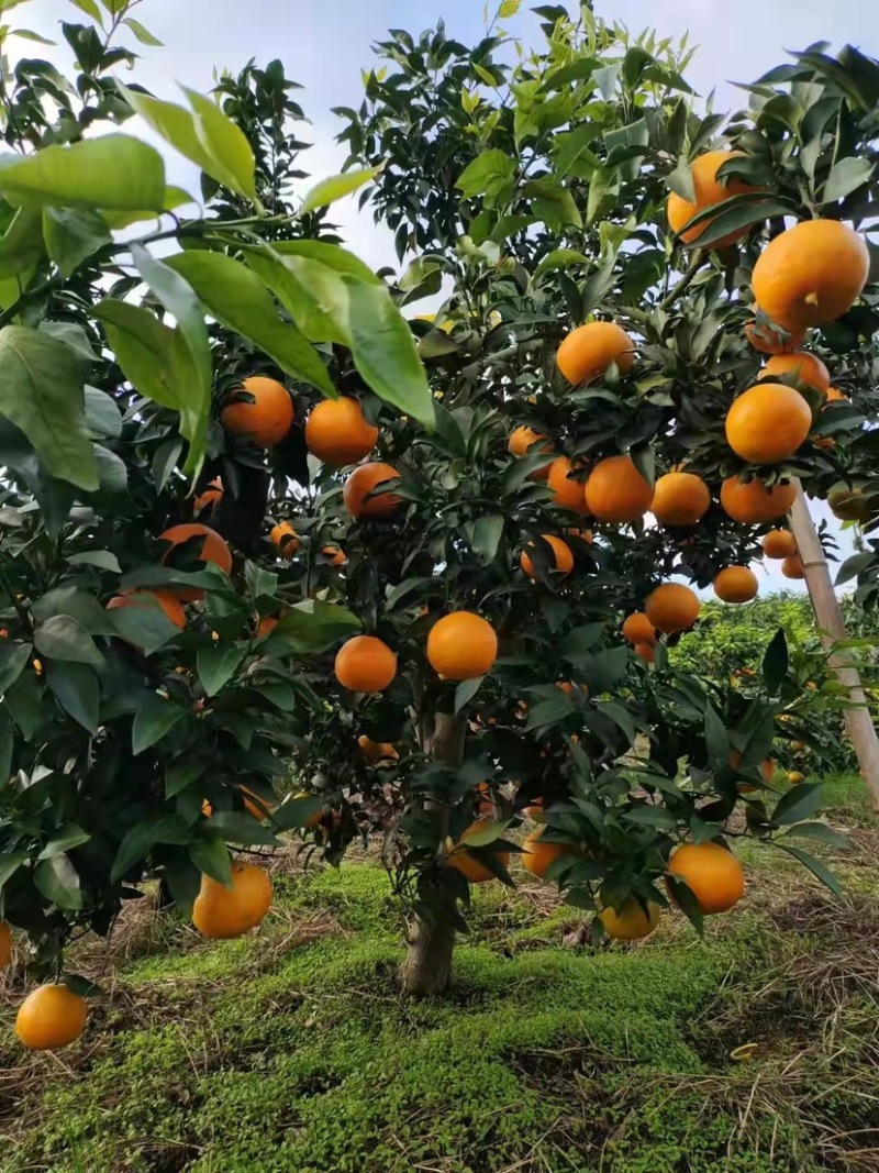 【热卖】爱媛橙货源充足产地直供可视频看货欢迎订购