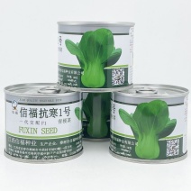 信福抗寒1号青梗菜种子耐寒耐抽苔矮脚种束腰越冬上海青种