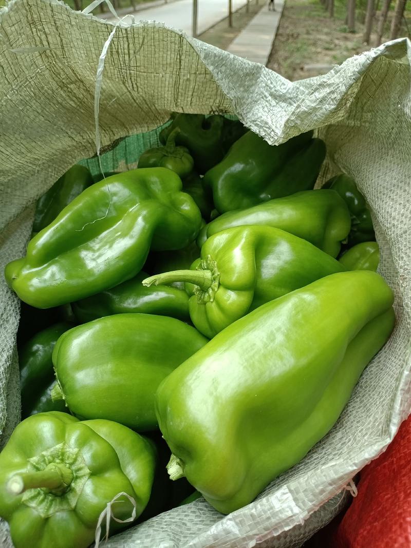 原产地直发太空椒各种尖椒及大扁芸豆与五彩椒大量货源上市！