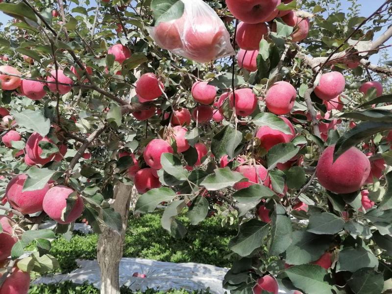 【精】新疆阿克苏苹果冰糖心货到付款一件代发量大从优