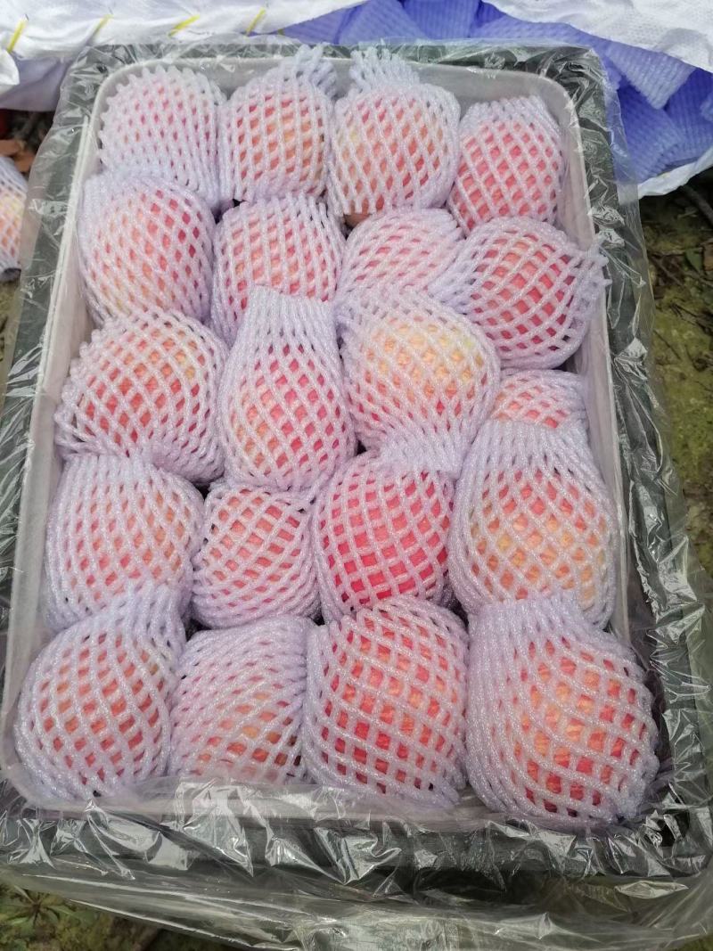 【精】新疆阿克苏苹果冰糖心货到付款一件代发量大从优