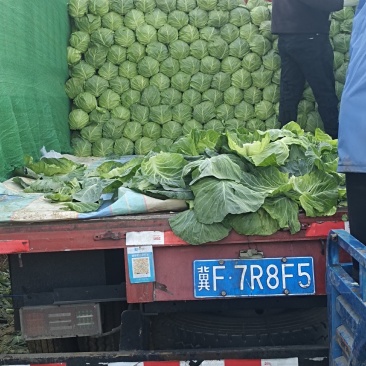 精品甘蓝大量上市中
