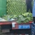 精品甘蓝大量上市中