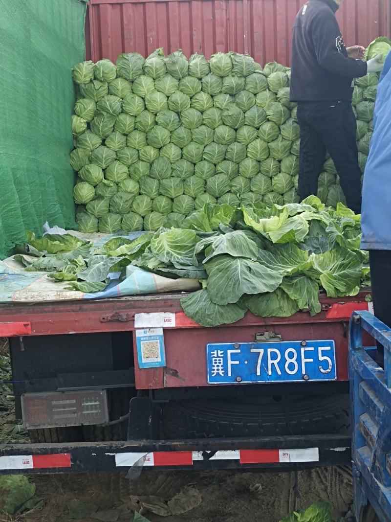 精品甘蓝大量上市中