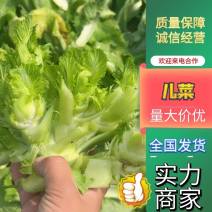 精品儿菜多籽菜保质保量万亩基地对接电商平台市场团购