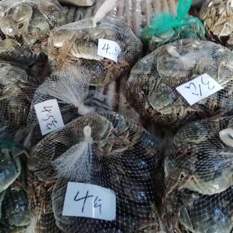 湖北洪湖清水大闸蟹大量供应保质保量新鲜采摘欢迎致电咨询