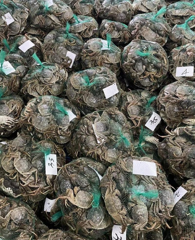 湖北洪湖清水大闸蟹大量供应保质保量新鲜采摘欢迎致电咨询