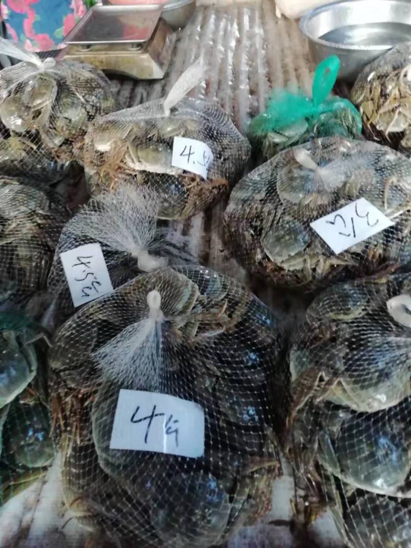 湖北洪湖清水大闸蟹大量供应保质保量新鲜采摘欢迎致电咨询