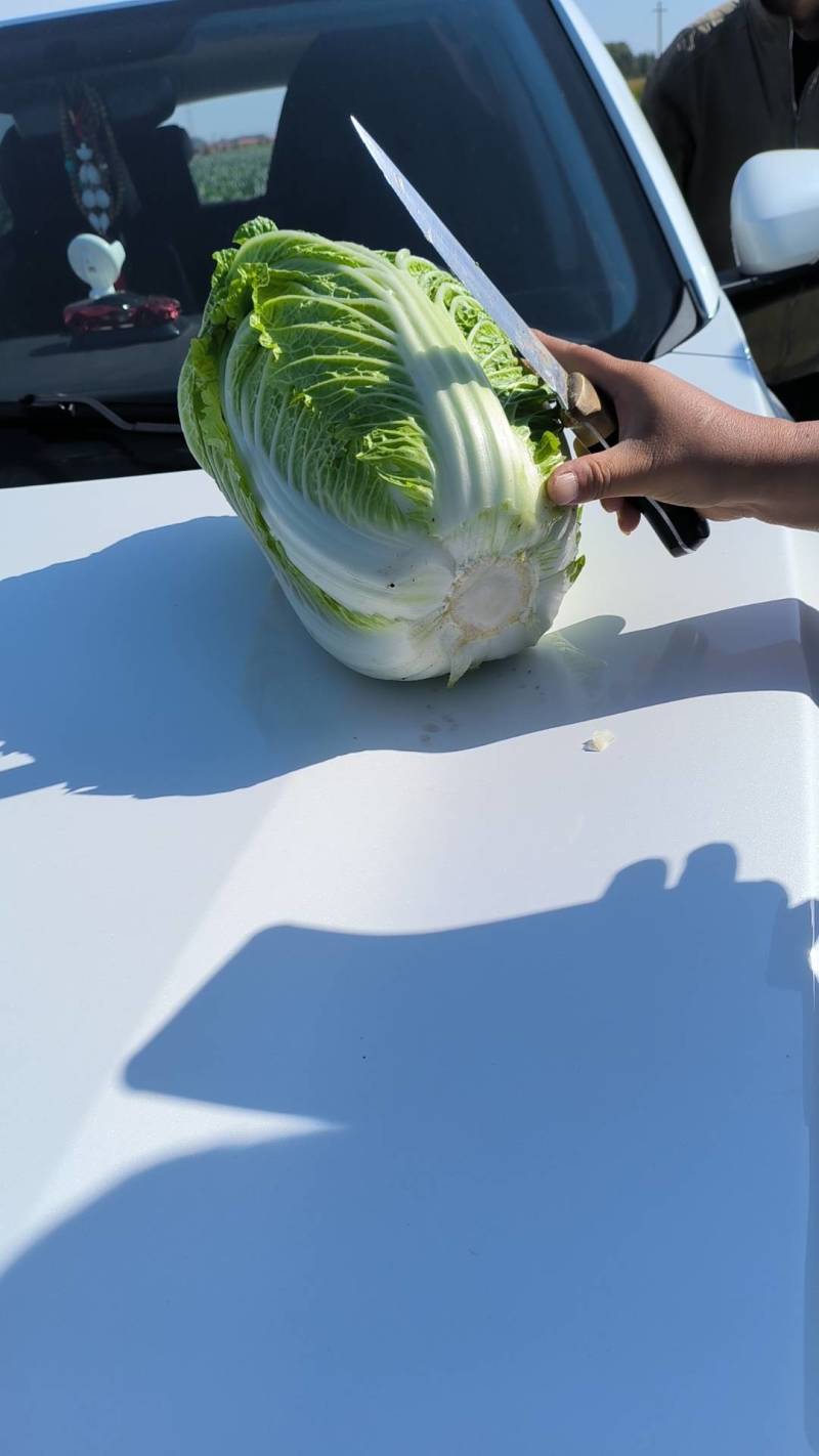 黄心大白菜