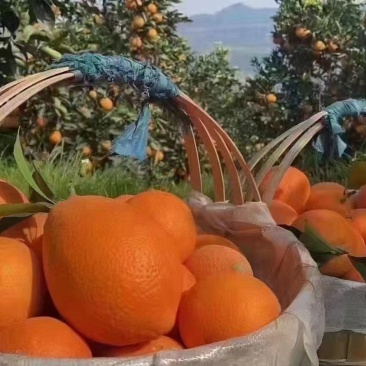 云阳脐橙