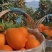 云阳脐橙