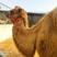 【基地发货】骆驼可骑乘观赏公园景区用一匹专车发货全国