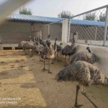 【优质鸵鸟】观赏繁殖可食用全国专车发货致电可视频实地