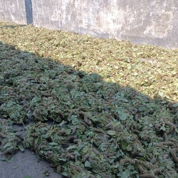 狸尾草现货供应