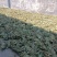 狸尾草现货供应