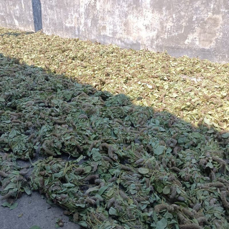 狸尾草现货供应