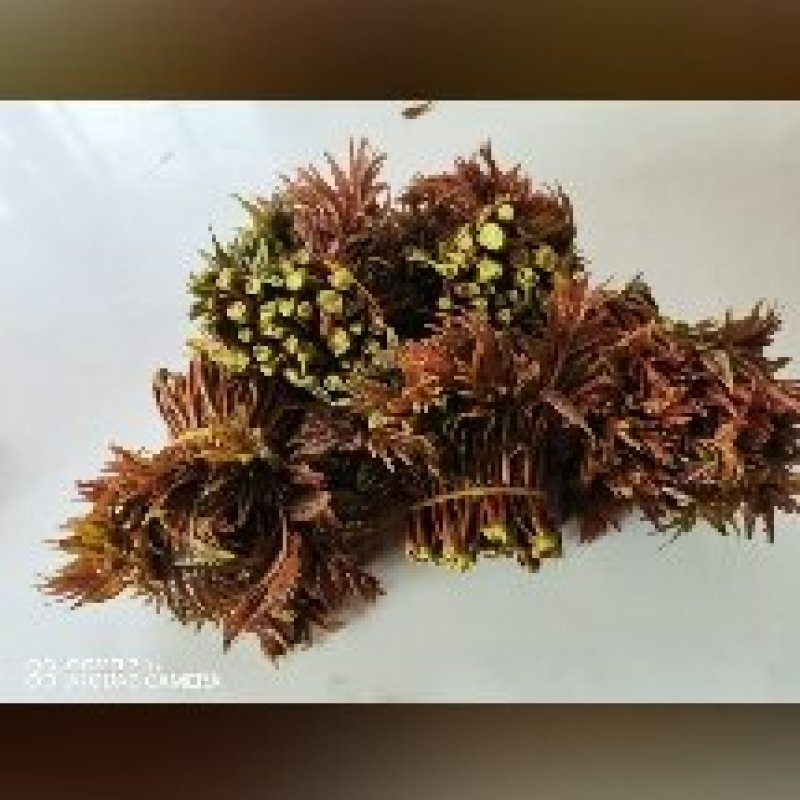 红香椿芽，基地直供